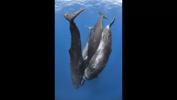 four-sperm-whales-socializing-hanging-head-down-dominica-201001-1094_1600x900-black-background