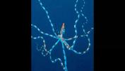 mimic-octopus-by-maurine-shimlock-at-lembeh-straits-indonesia-2007-02