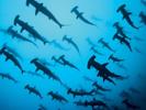 thriller-by-norbert-probst-at-wolf-island-galapagos-2005