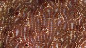 detail-of-encrusting-colonial-tunicate-by-maurine-shimlock-at-borneo-indonesia-1994