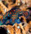 mating-mandarinfish-with-eggs-by-maurine-shimlock-at-lembeh-straits-indonesia-2007