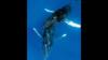 whales-dancing-by-masa-ushioda-at-hawaii-2003-02