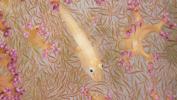 goby-on-soft-coral-by-maurine-shimlock-at-triton-bay-indonesia-1994