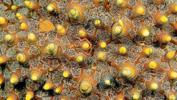 stars-galore-by-maurine-shimlock-at-lembeh-straits-sulawesi-indonesia-2007