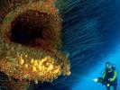 open-mouth-wreck-of-uss-saratoga-by-reinhard-dirscherl-at-bikini-atoll-2008