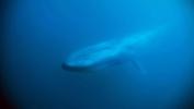 big-blue-by-amos-nachoum-at-sea-of-cortez-mexico-2007