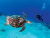 meeting-eretmochelys-imbricata-by-kurt-amsler-at-cozumel-mexico-2006