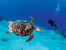 meeting-eretmochelys-imbricata-by-kurt-amsler-at-cozumel-mexico-2006