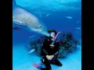 intimate-dolphin-by-stephen-frink-at-grand-bahama-2000-02