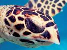 thats-me-eretmochelys-imbricata-by-kurt-amsler-at-rangiroa-polynesien-1999