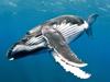 curious-humpback-whale-by-fred-buyle-at-rurutu-polynesia-2008