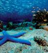 blue-star-by-chris-newbert-at-papua-new-guinea-2003