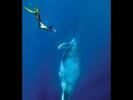 alexa-whale-by-stephen-frink-at-tonga-2010-02