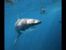 eye-contact-by-william-winram-at-guadalupe-mexico-2010-02