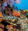 camouflage-chelonia-mydas-by-kurt-amsler-at-felidoo-maldives-2009