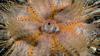 zebra-crab-on-fire-urchin-by-maurine-shimlock-at-lembeh-sraits-indonesia-2007