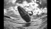 humpback-whale-calf-breaching-stormy-seas-tonga-201509-02219_1600x900-black-background