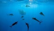 cooperate-feeding-by-amos-nachoum-at-isla-mujeres-mexico-2008