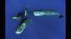 four-sperm-whales_v2_1600x900-back-blackground