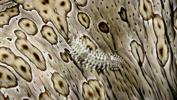 scale-worm-on-leopard-sea-cucuber-by-maurine-shimlock-at-sangalakki-island-indonesia-1994