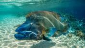 napoleon-posing-by-mark-strickland-at-fakarava-2014