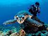 curious-chelonia-mydas-by-kurt-amsler-at-rasfari-maldives-2007