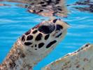 reflections-eretmochelys-imbricata-by-kurt-amsler-at-rangiroa-pokynesien-1999