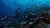 fish-soup-by-eric-cheng-at-papoua-new-guinea-2009