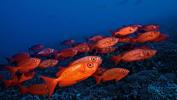 reef-contrast-by-mark-a-hayek-at-rangiroa-2012