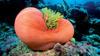 orange-balloon-by-chris-newbert-at-solomon-islands-2000