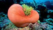 orange-balloon-by-chris-newbert-at-solomon-islands-2000