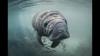 11-manatee-calf_1600x900-black-background