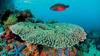 indonesia-coral-reef-by-maurine-shimlock-at-raja-ampat-indonesia-2007