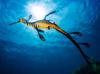 20160218_seadragon_00100_305x407mm