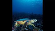 sun-bathing-by-mark-a-hayek-at-rangiroa-2012-02