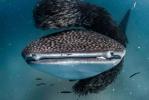 whale_shark_feast1