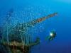 wintergarten-of-uss-apogon-wreck-of-uss-apagon-by-reinhard-dirscherl-at-bikini-atoll-2008