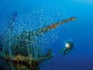 wintergarten-of-uss-apogon-wreck-of-uss-apagon-by-reinhard-dirscherl-at-bikini-atoll-2008