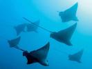 synchronity-by-norbert-probst-at-darwin-galapagos-2007