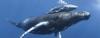 injured-humpback-whale-calf-swimming-with-mother-megaptera-novaeangliae-tonga-201108-5023_1600x610