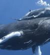 injured-humpback-whale-calf-swimming-with-mother-megaptera-novaeangliae-tonga-201108-5023_1600x610