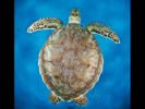 wet-tortugas-by-keri-wilk-at-bahamas-2011-02