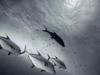 blinded-by-the-light-by-ernest-brooks-at-cocos-island-1990