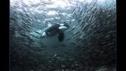 orca-hunting-herring-norway-201601-00774_1600x900-black-background