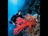 red-in-red-sea-by-stephen-frink-at-red-sea-2009-02