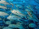 get-together-by-norbert-probst-at-cocos-island-costa-rica-2007