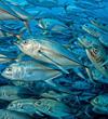 get-together-by-norbert-probst-at-cocos-island-costa-rica-2007