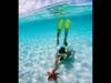 starfish-snorkel-by-stephen-frink-at-grand-turk-2007-02