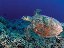 glide-free-eretmochelys-imbricata-by-kurt-amsler-at-tubbataha-philippines-2008